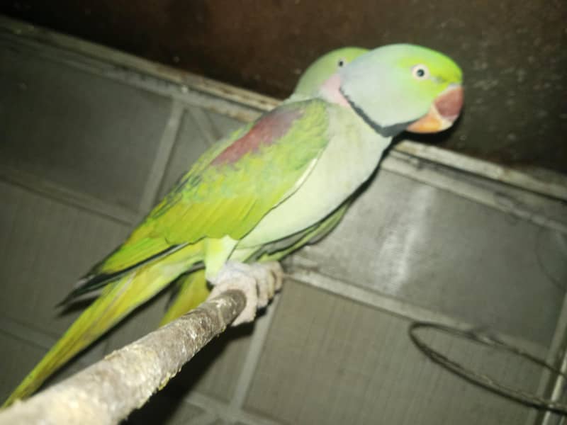 Raw breeder pair 3
