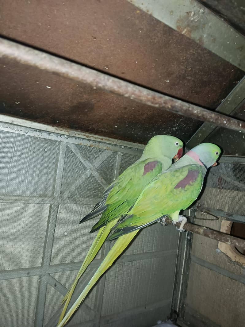 Raw breeder pair 4