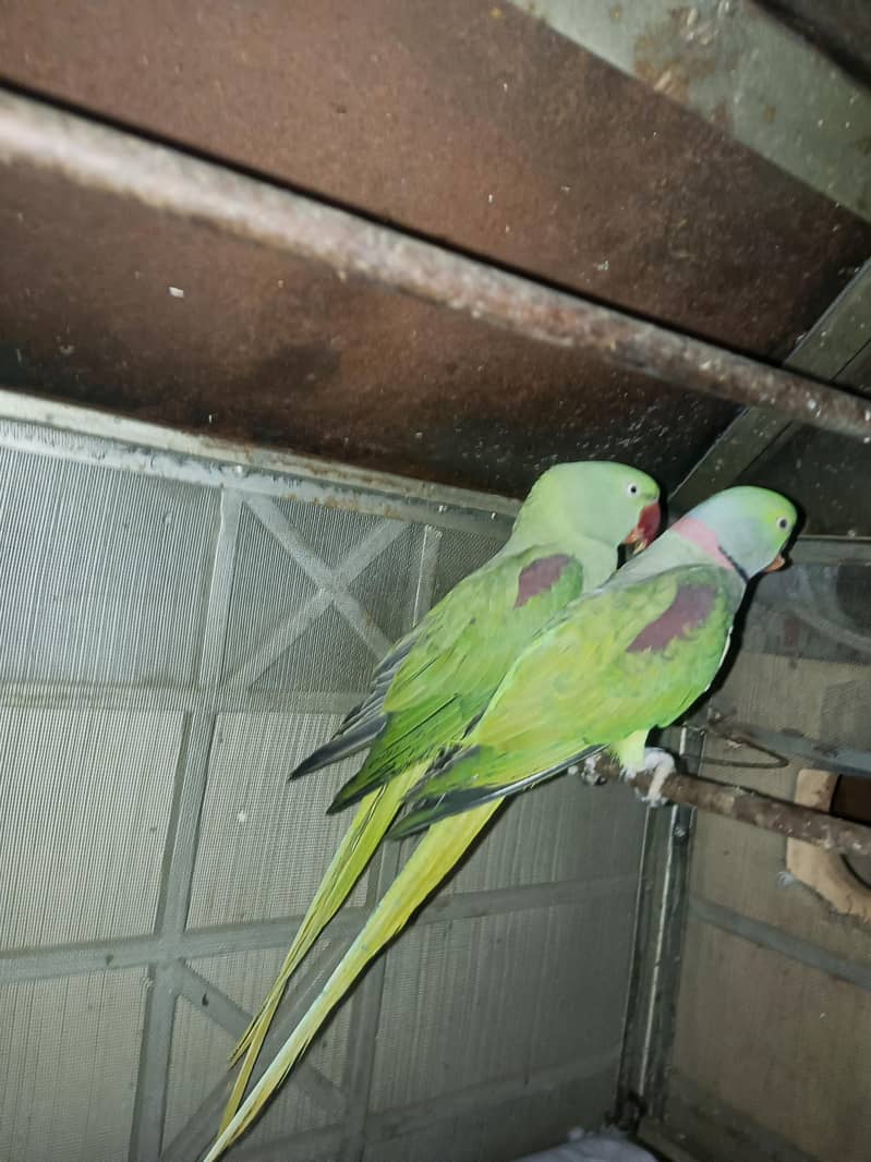 Raw breeder pair 5
