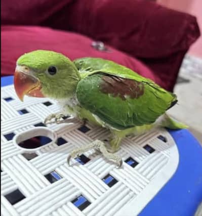 Kashmari raw parrot Chiks . 03226017206