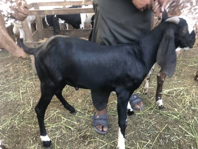 Desi bakra