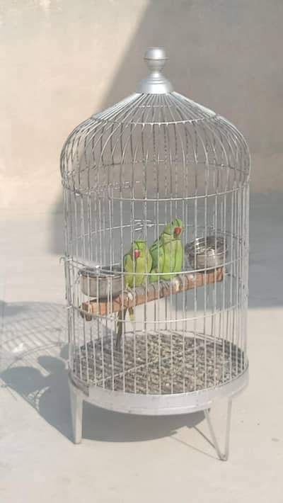 Green Parrot for sale