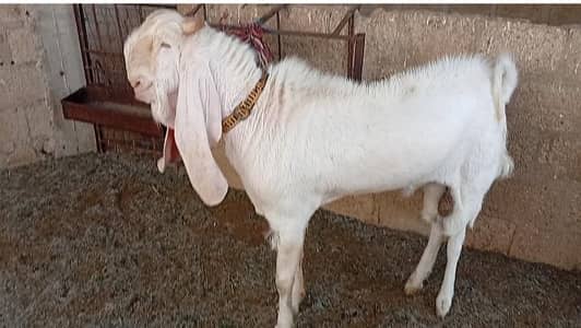 Qurbani Bakra|Karachi goat|2 dant bakra|Gulabi goat for sale|goat|