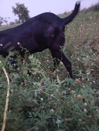 dasi goat 03066698873