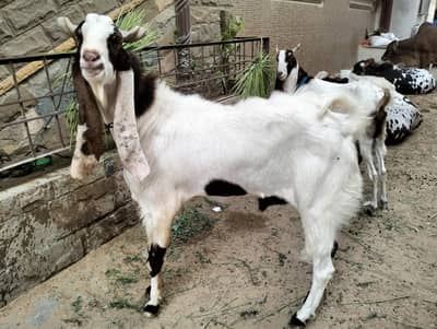 Home breed Bakra 4 dant Ando live weight 90 kg approx