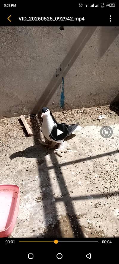 sherazi 3 pathy for sale video b mil jay gi
