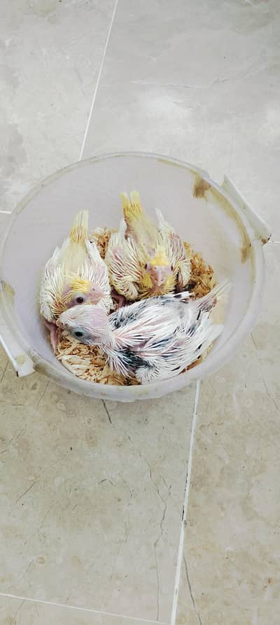 Handtame Cockatiel chicks (03101131712)