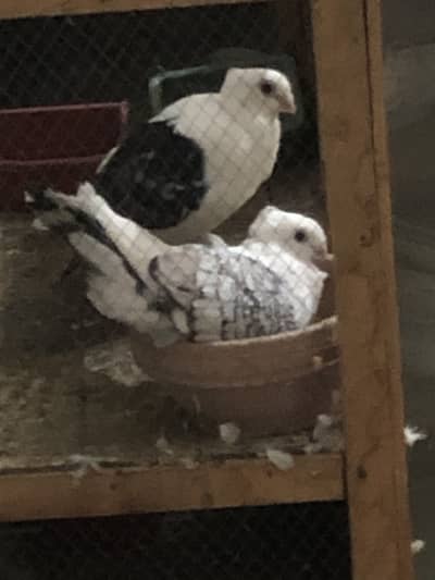 Satinet breeder pair