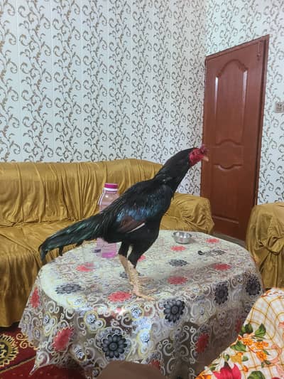 For sale Watsapp 03286046671