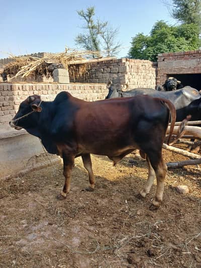 healthy bull 2 dant qurbani bachra