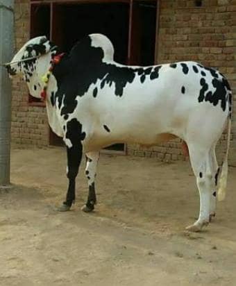 Eid Mai cow sale
