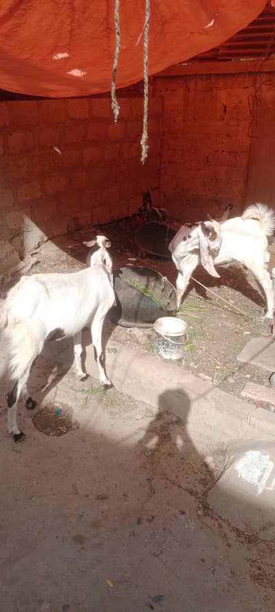 bakri or 1 Bakra