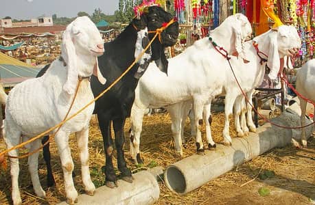 Bakra for Sale near DHA Phase 6 / Paragon City / Barki Road Lahore
