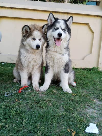 Siberian husky puppies 03276625421 Whatsapp number