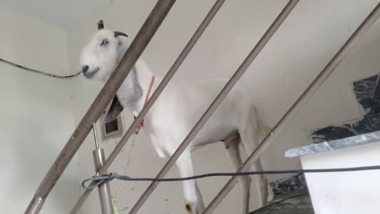 Bakra for sale in Lahore juble town