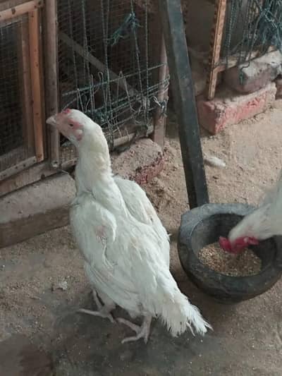 paper white egg laying hen for sale
