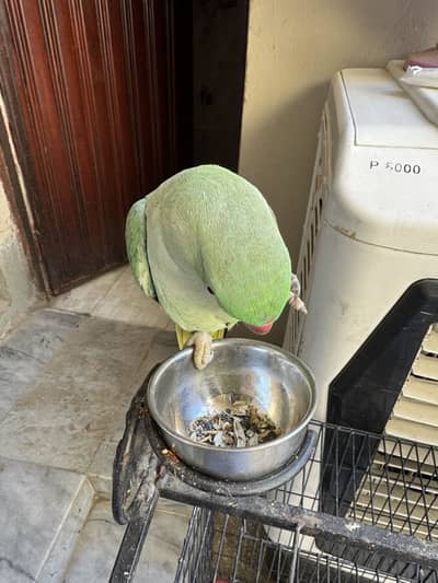 Raw parrot