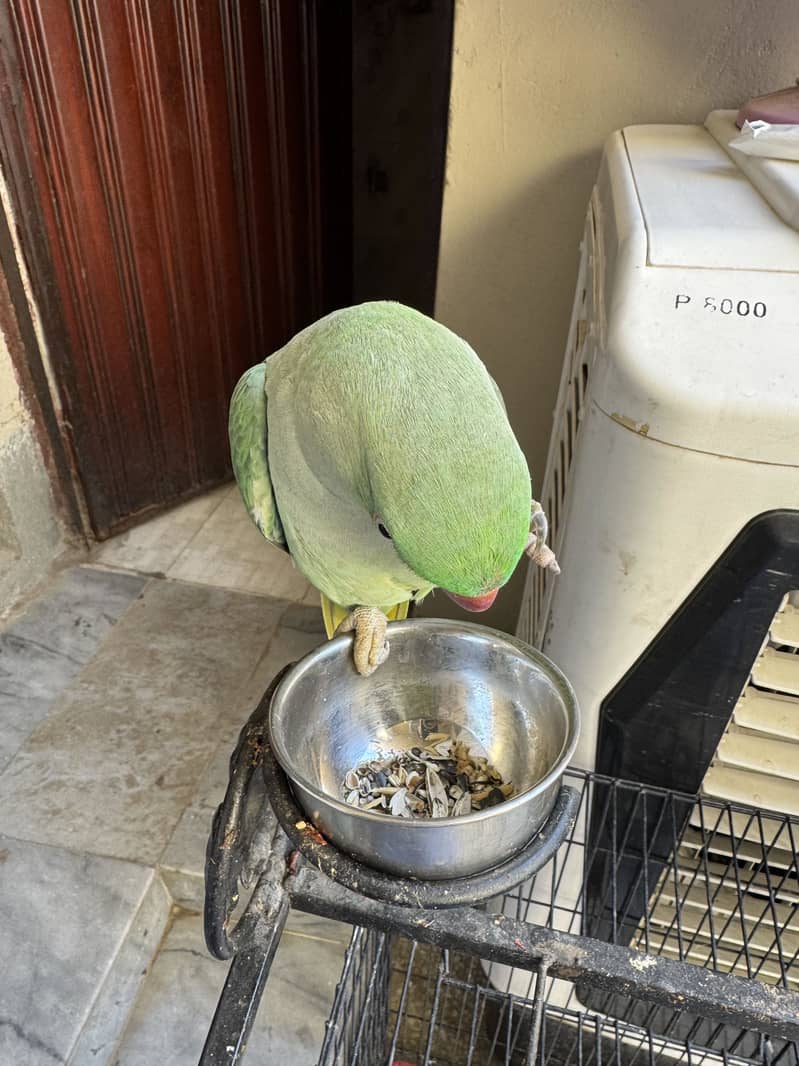 Raw parrot 0