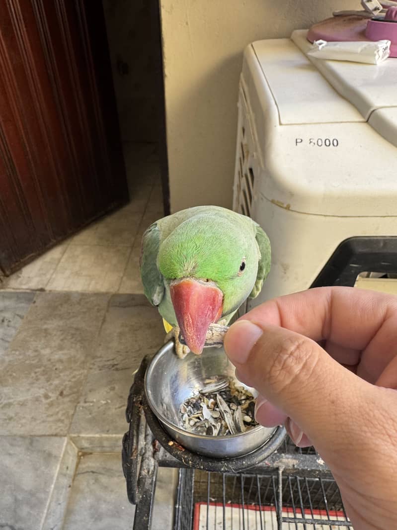 Raw parrot 1