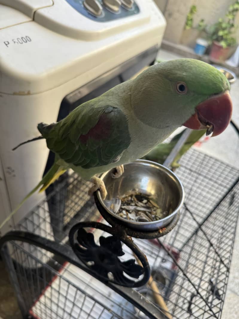 Raw parrot 2