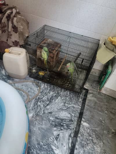 beautiful raw parrot