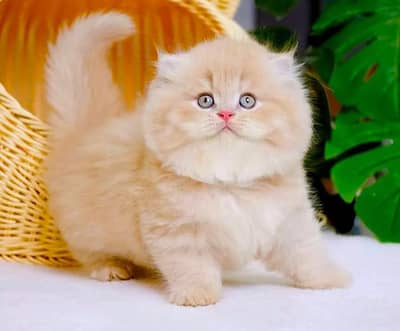 Persian Kittens |Blue Eyes|3 coted |Cat Baby OƷ48029O146 ωtsap