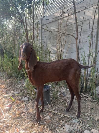 Goat for sale