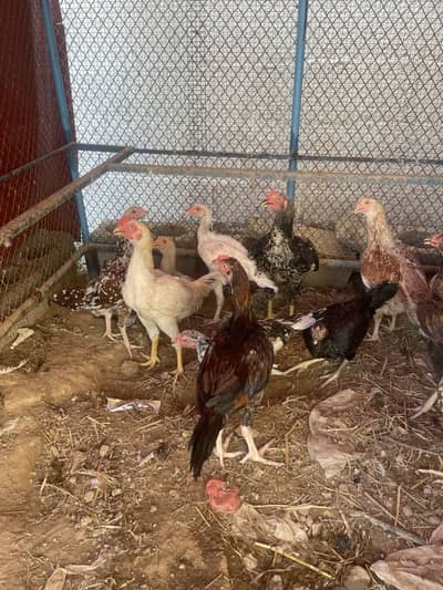 Aseel chickens for sale