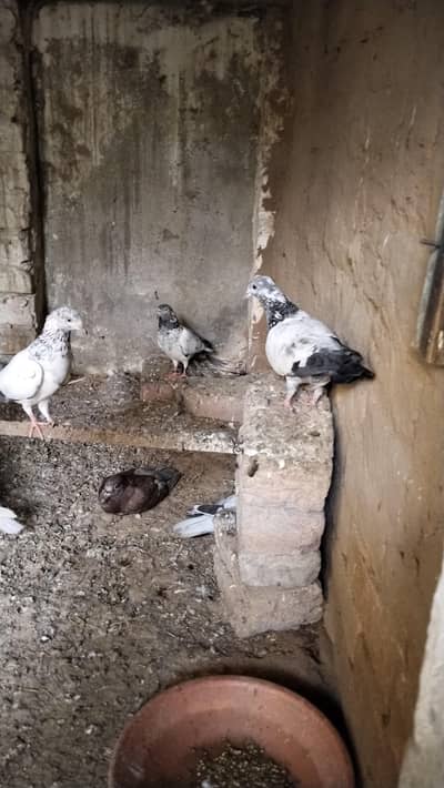 pigeon for sale 4 pairs