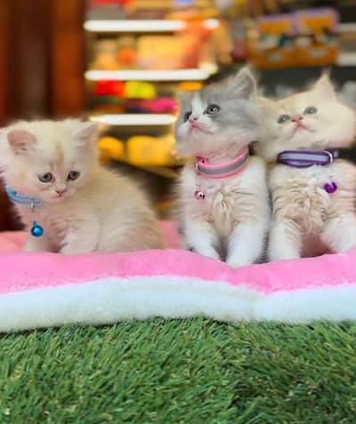 Persian Kittens |Blue Eyes|3 coted |Cat Baby OƷ48029O146 ωtsap