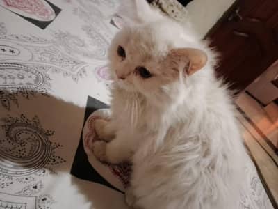 3.5 month age