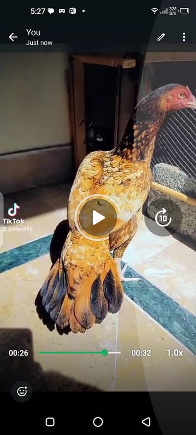 aseel hen for sale