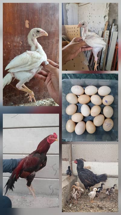 Shamo chicks | Mianwali murga | Madi with chicks | Sindhi aseel eggs