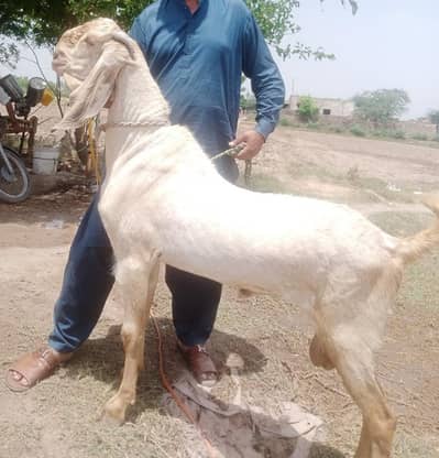 Makhi chena breader