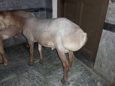 dumba for qurbanii