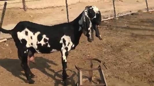 Desi Bakri 3 Bacchon Ke Sath For Sale WhatsApp,,03226643435)