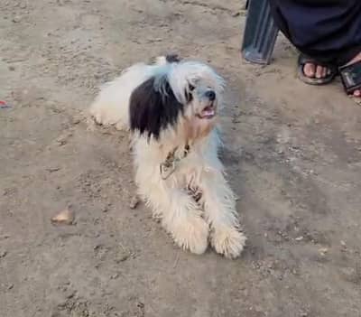 Beautiful Healthy Puppy For Sale 