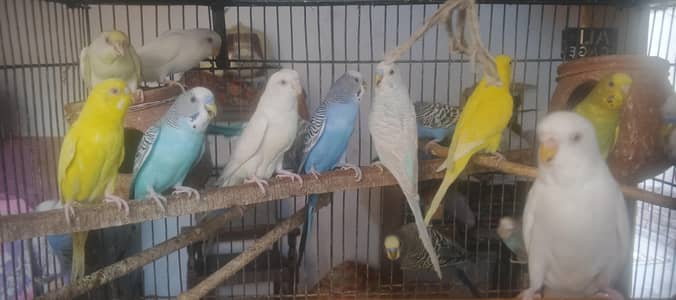Breeding Budgies for sale 600 per piece