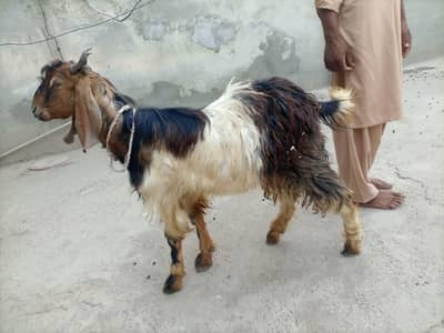 Aseel Bakray Ghr k palay hua