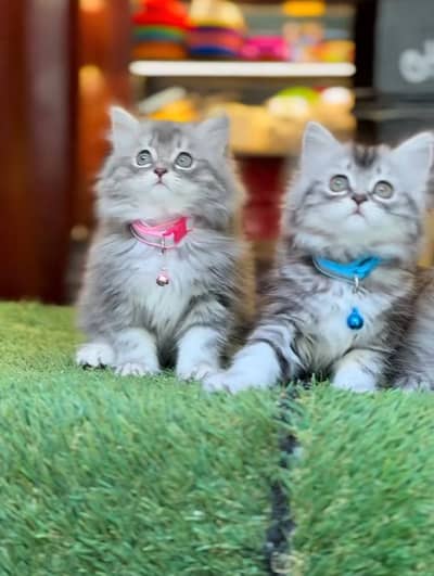 Persian Kittens |Blue Eyes|3 coted |Cat Baby OƷ48029O146 ωtsap