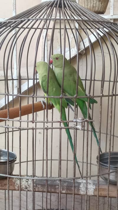 Green Parrot for sale