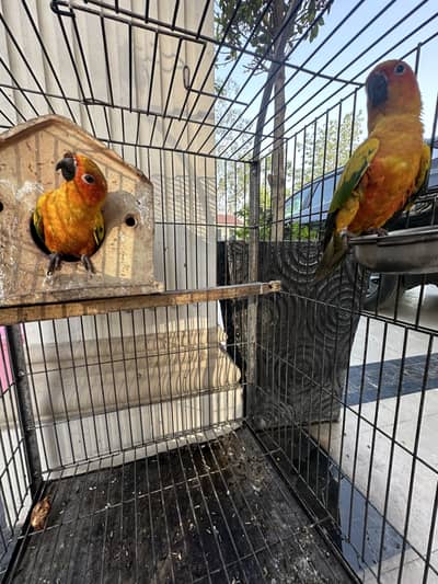 Sunconure pair red factor TAMED