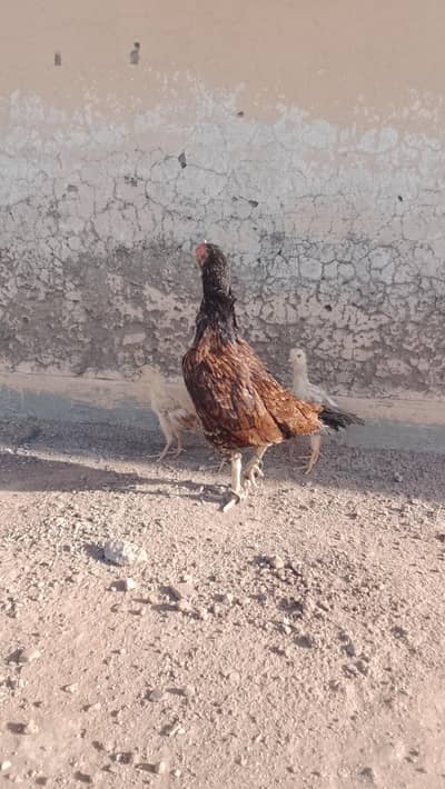 aseel murghi or bache