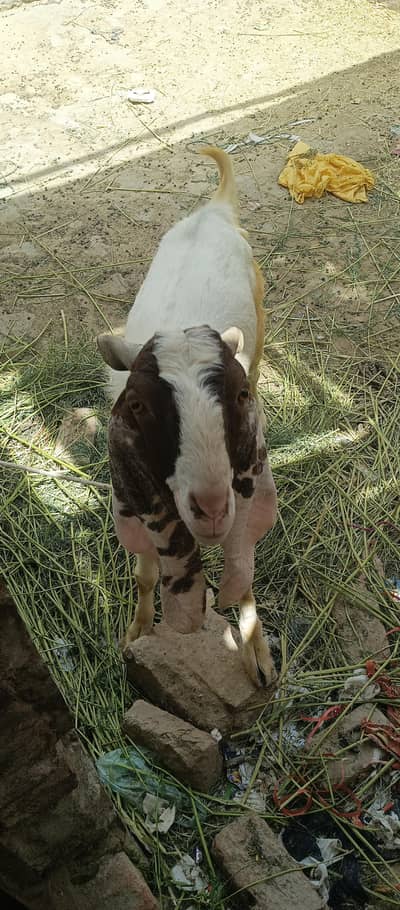 Bakra for sale