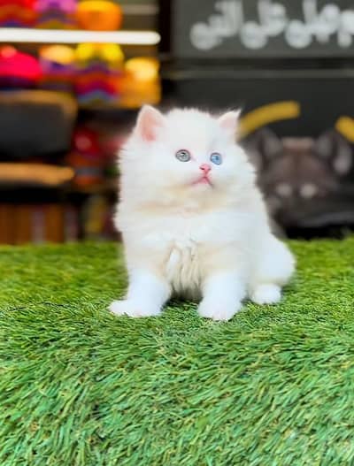 Persian Kittens |Blue Eyes|3 coted |Cat Baby OƷ48029O146 ωtsap