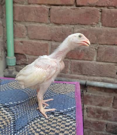 Heera Aseel Chicks