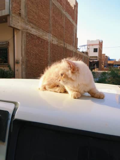 Persian female fluffy kitten  0.3. 1.4. 1.0. 6.0. 5.5. 3.