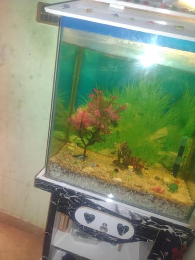 fish with  aquarium