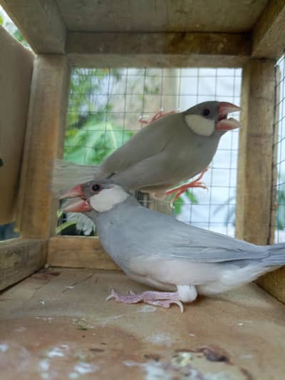 all birds price 500 par peice