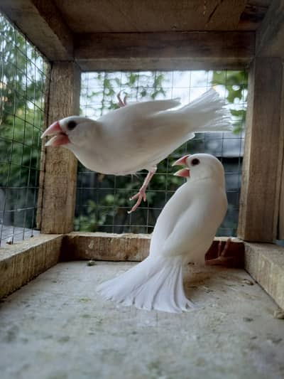 all birds price 500 par peice
